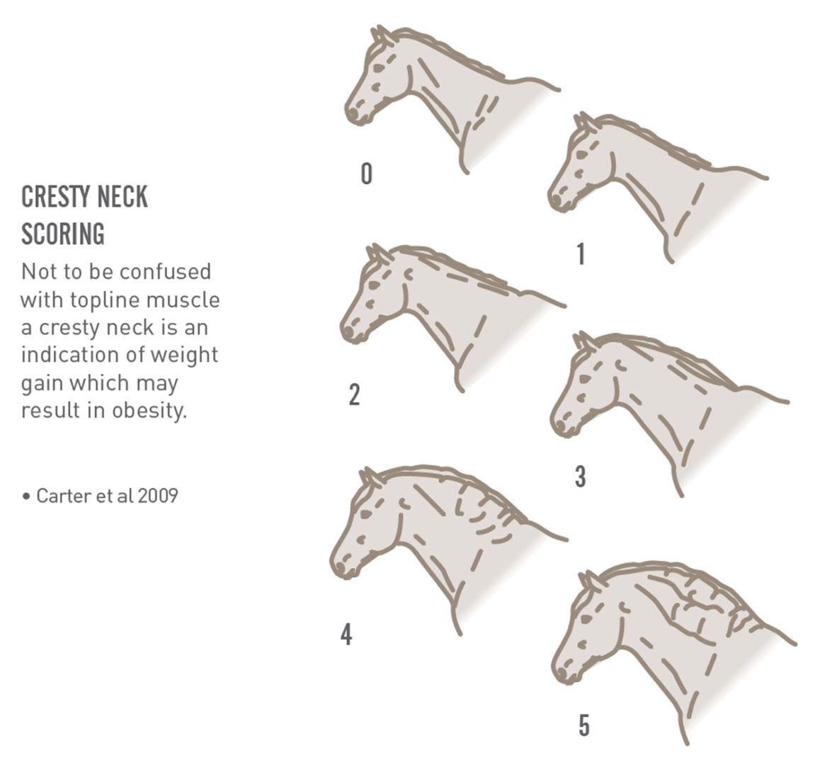 HOW TO WEIGHT TAPE & BODY CONDITION SCORE YOUR HORSE Saracen Horse Feeds