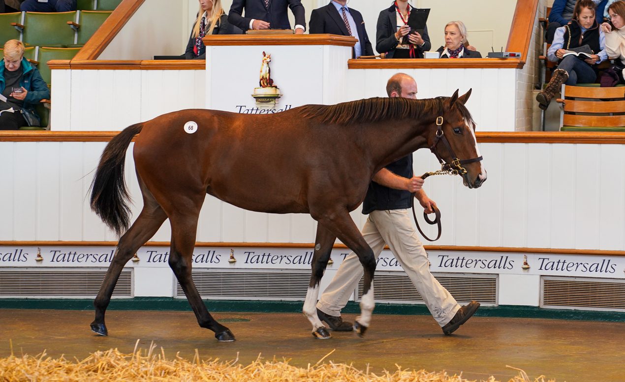 241008 TBK11167 Tattersalls