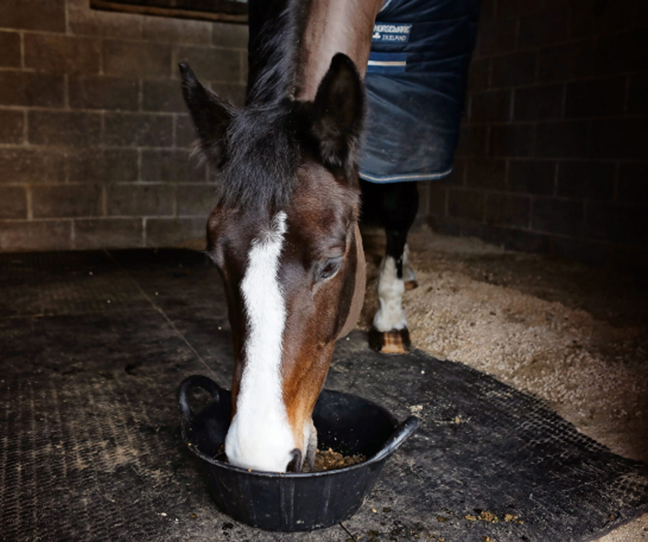 Horse eating Feed