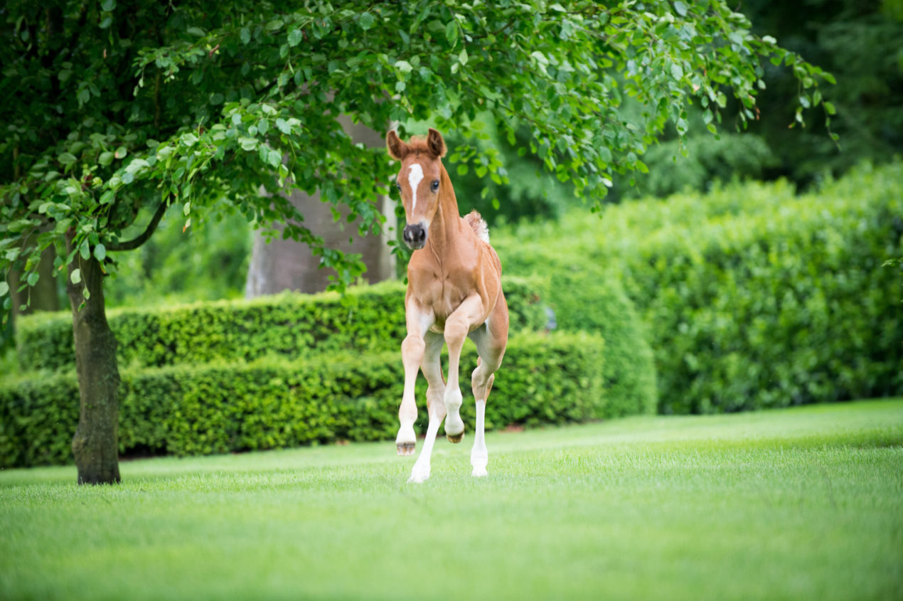 MSJ MAY2017 Foal