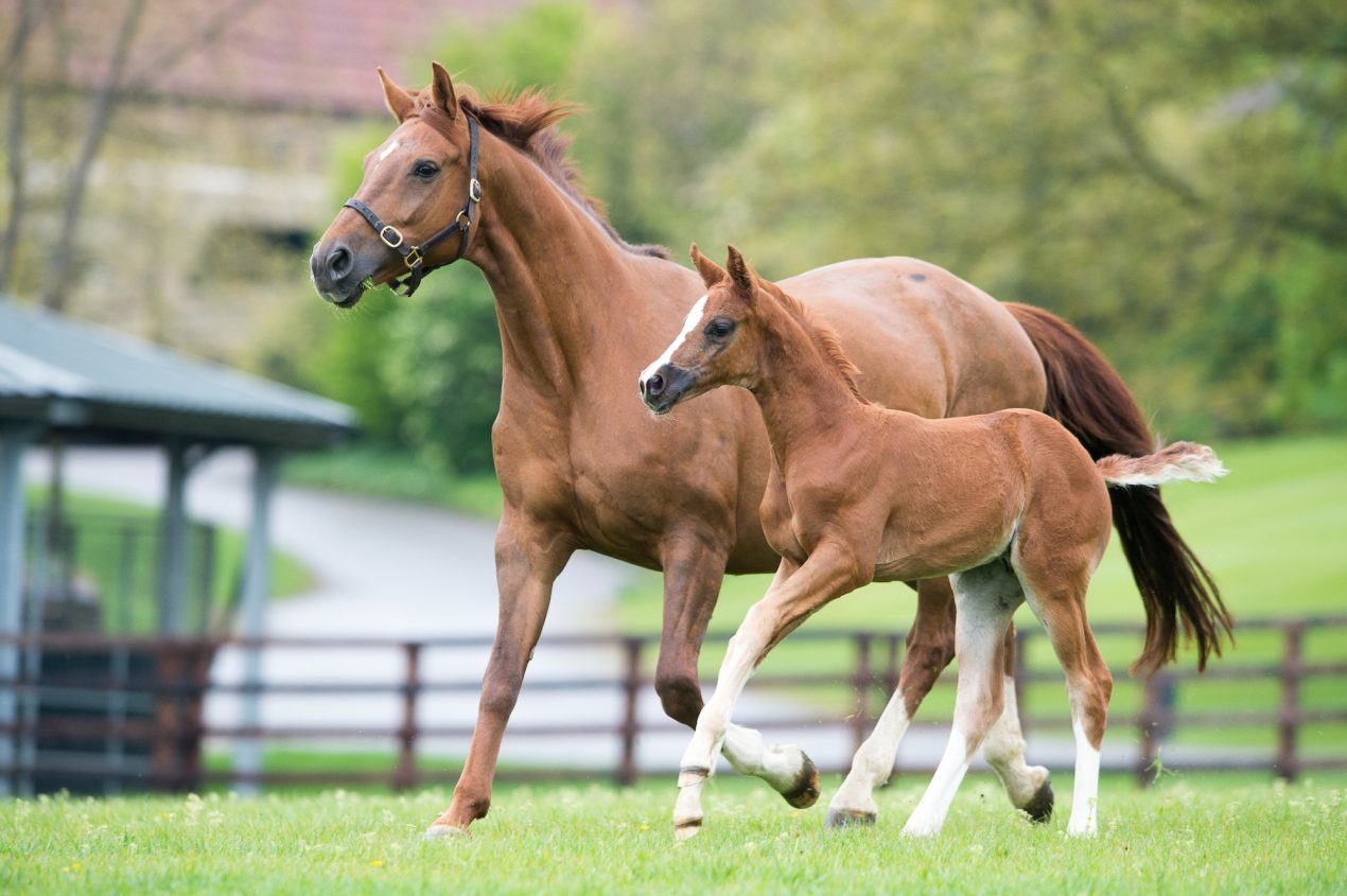 MSJ MAY2017 foals