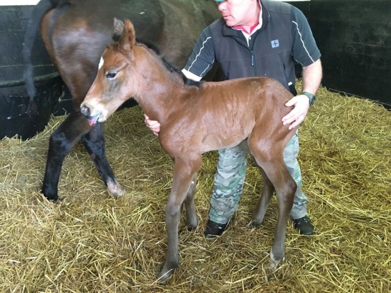 Starman Colt