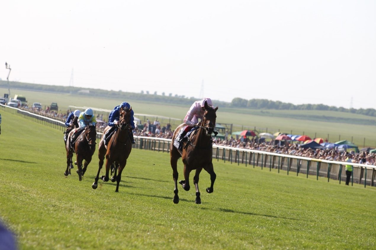Race horse