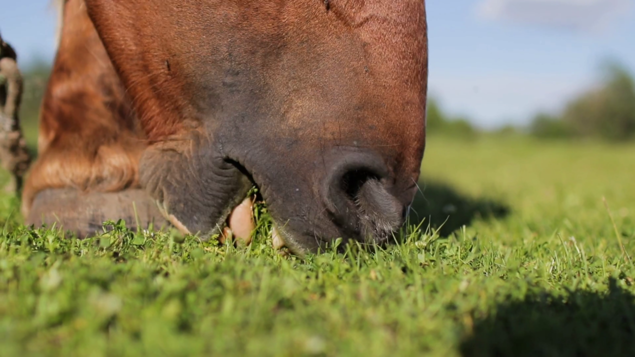 Videoblocks horse grazing eating green grass close up mouth lips teeth chewing s1ftwjrdw thumbnail 1080 01