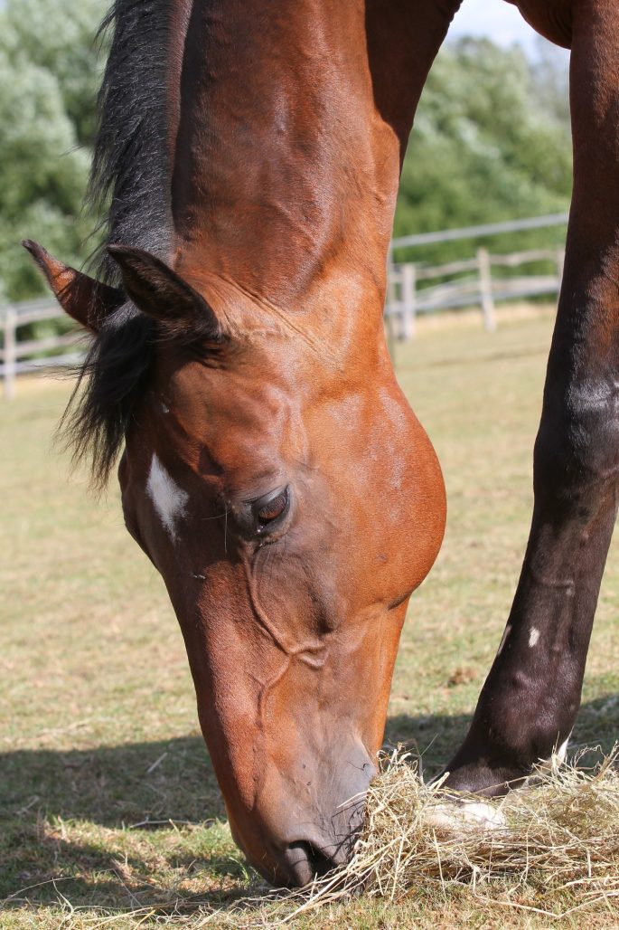 Eating hay in a field