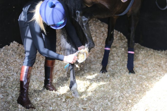 DYK Horses feet are often picked out from the same side