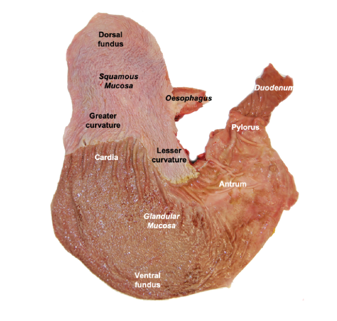 Egus factsheet stomach