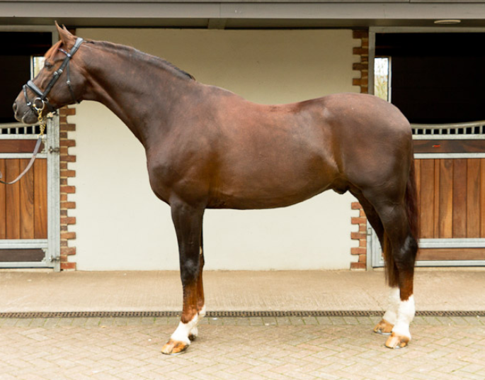 Feeding for topline muscle