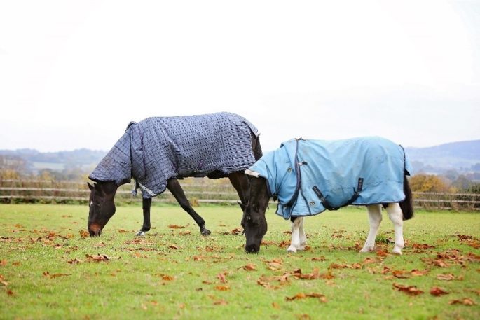 Feeding the Fussy Horse Happy grazing