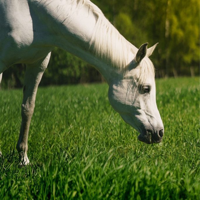 Grass Eating