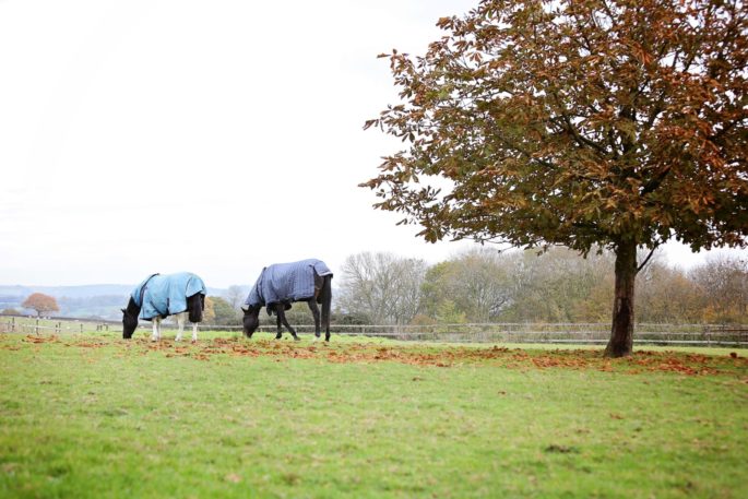 Happy Bluebell grazing