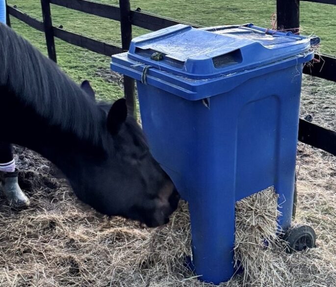 Hay bin