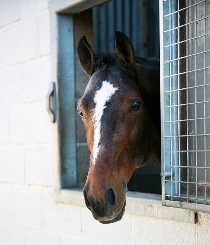 Horse in stable