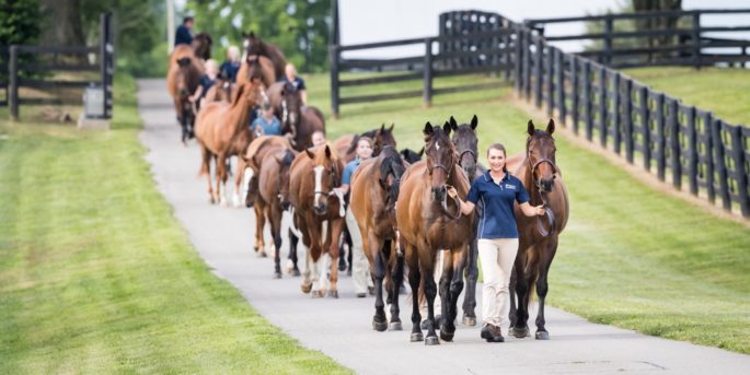Research horses