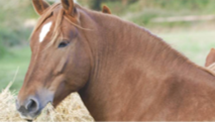 Cresty horse