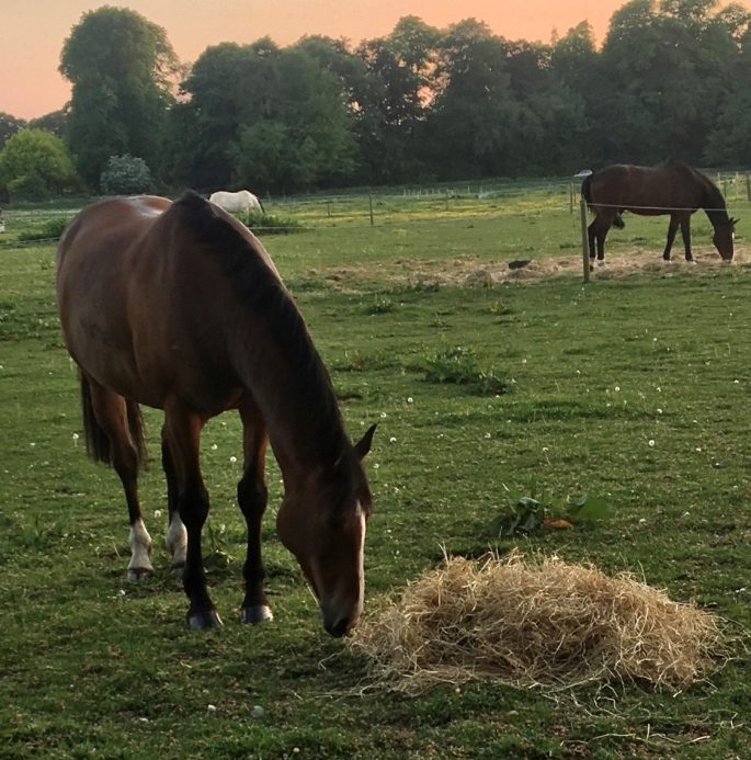 Forage