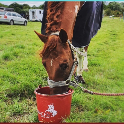 How To Get My Horse To Drink Water Saracen Horse Feeds