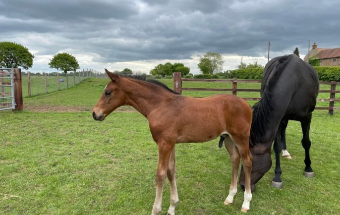 Lingwood Stud 1