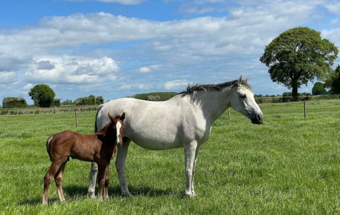 Lingwood Stud 4