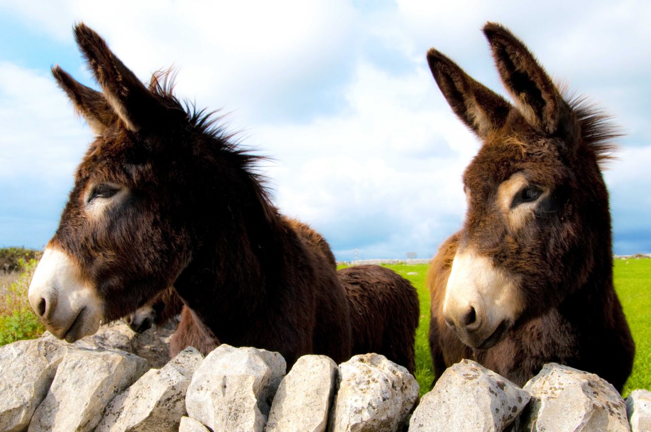 Donkey smal