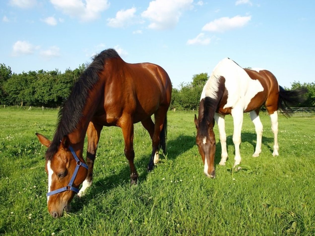 Horses at grass Specialist DPS small