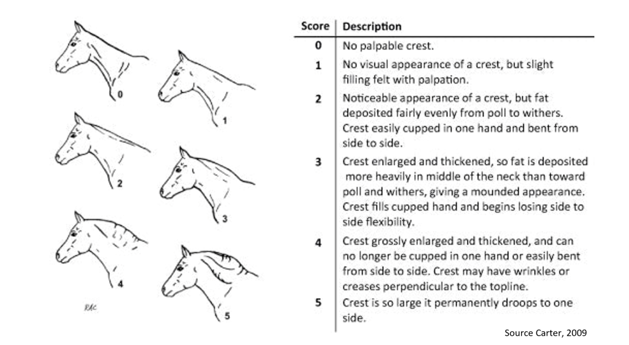 Cresty neck scoring