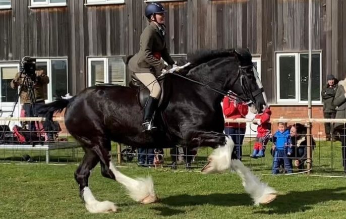 Shire Show 4