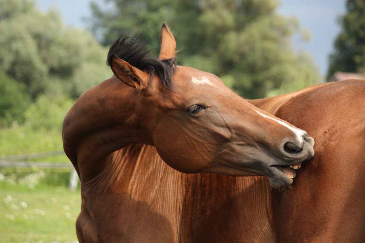 Horse itching himself